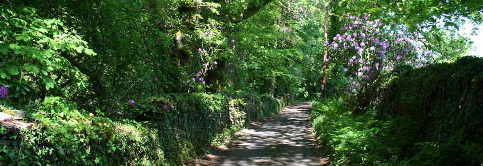 Sun dappled country lane with stone wall and woodland in Cilybebyll near Pontardawe